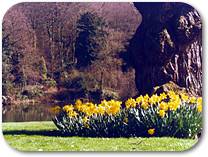 [Photo of daffodils by the lake]